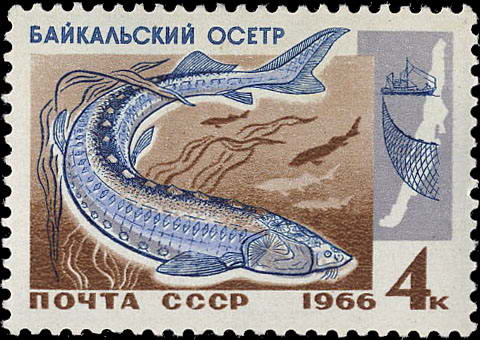 Почтовые марки СССР: Советские марки на тему рыбалки и о рыбах - Байкальский осетр.