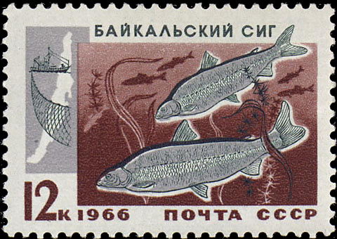 Почтовые марки СССР: Советские марки на тему рыбалки и о рыбах - Байкальский сиг.