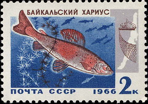 Почтовые марки СССР: Советские марки на тему рыбалки и о рыбах - Байкальский хариус.
