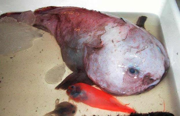 Blob Fish or Blob Sculpin -  
