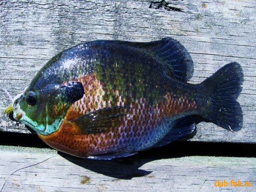 sunfish ( 500g)